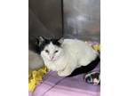 Adopt Vinnie Terrio a White Domestic Shorthair / Mixed Breed (Medium) / Mixed