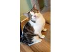 Adopt Nina abd Raven a Black (Mostly) Tabby (short coat) cat in Prescott