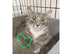 Adopt Lady Jane a Domestic Mediumhair / Mixed (medium coat) cat in St.
