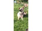 Adopt Lola a Tan/Yellow/Fawn Whippet / German Shepherd Dog / Mixed dog in