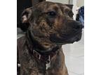 Adopt Karl a Brindle American Pit Bull Terrier / Mixed dog in Kenner