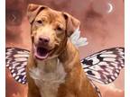 Adopt Deuce a Labrador Retriever / Staffordshire Bull Terrier / Mixed dog in