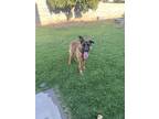 Adopt Ace a Tan/Yellow/Fawn Belgian Malinois / German Shepherd Dog / Mixed dog
