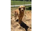 Adopt Lacey a Red/Golden/Orange/Chestnut Golden Retriever / Mixed dog in New