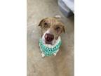 Adopt Mufasa a Tan/Yellow/Fawn Bernese Mountain Dog / Mixed Breed (Medium) /
