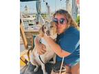 Adopt Millie a Tan/Yellow/Fawn - with White Black and Tan Coonhound / English