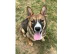 Adopt Mushu a Tricolor (Tan/Brown & Black & White) Australian Cattle Dog / Corgi
