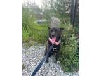 Adopt Lulu a Brindle - with White Corgi / Jindo / Mixed dog in Bellevue