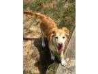 Adopt Nina a Red/Golden/Orange/Chestnut - with White Golden Retriever / Corgi /