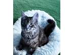 Adopt Bazooka a Brown Tabby Ragdoll (long coat) cat in Canoga Park