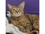 Adopt Reba a Brown Tabby Domestic Shorthair / Mixed Breed (Medium) / Mixed