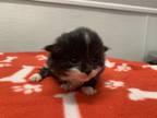 Adopt Bosch a All Black Domestic Mediumhair / Mixed Breed (Medium) / Mixed