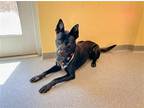 Adopt GORDY a Black Australian Cattle Dog / Border Collie / Mixed dog in Tustin