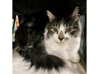 Adopt Dudley a Brown Tabby Maine Coon cat in Knoxville, TN (41340590)