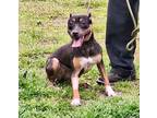 Adopt Lady Baby a Black - with Brown, Red, Golden, Orange or Chestnut Doberman