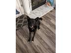 Adopt Odin a Black German Shepherd Dog / Chow Chow / Mixed dog in Norcross