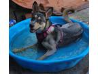 Adopt Anna-Hyzer (Anna) a Black - with Tan, Yellow or Fawn Mutt / German