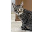 Adopt Heartthrob a Brown Tabby Domestic Shorthair / Mixed (short coat) cat in