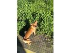 Adopt Forrest a Tan/Yellow/Fawn Chiweenie / Mixed dog in Greensboro