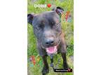 Adopt Oobie a Brindle - with White Mountain Cur / Retriever (Unknown Type) /