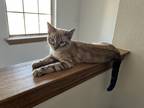 Adopt Toby a Cream or Ivory Persian / Mixed (short coat) cat in Siloam Springs