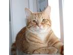 Adopt Jake a Orange or Red Tabby Domestic Shorthair cat in Martensdale