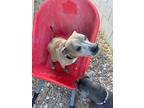 Adopt River a Tan/Yellow/Fawn Staffordshire Bull Terrier / American Pit Bull