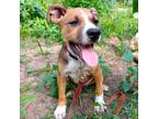 Adopt Gnat a Tricolor (Tan/Brown & Black & White) American Pit Bull Terrier /