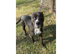 Adopt Dunkin a Black - with White Mixed Breed (Large) / Mixed dog in Maysville