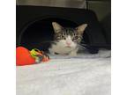 Adopt SAMMY a Gray or Blue Domestic Shorthair / Mixed Breed (Medium) / Mixed