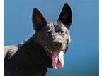 Adopt Ranger a Black Australian Kelpie / Australian Cattle Dog / Mixed dog in