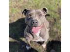 Adopt Winnie a Gray/Blue/Silver/Salt & Pepper Pit Bull Terrier / Mixed dog in