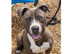 Adopt Kassidy a Gray/Blue/Silver/Salt & Pepper Pit Bull Terrier / Mixed dog in