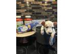 Adopt Linguine a Australian Cattle Dog / Mixed dog in new london, WI (41334028)