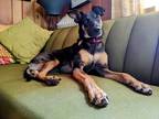Adopt June a Black - with Tan, Yellow or Fawn Doberman Pinscher / German