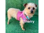 Adopt Sherry a Tan/Yellow/Fawn Terrier (Unknown Type, Small) / Mixed dog in San
