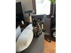 Adopt Sky a Tortoiseshell American Shorthair / Mixed (short coat) cat in