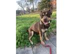 Adopt Boy a Brown/Chocolate - with Tan Australian Kelpie / Mutt / Mixed dog in