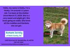 Adopt Stella a Husky / Mixed dog in Kendallville, IN (41340319)