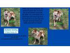 Adopt Romeo a Australian Cattle Dog / Mixed dog in Kendallville, IN (41340316)