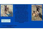 Adopt Major a Belgian Malinois / Mixed dog in Kendallville, IN (41340315)