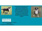 Adopt Axel a American Pit Bull Terrier / Mixed dog in Kendallville