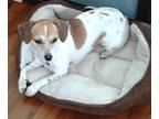 Adopt Koko a White - with Tan, Yellow or Fawn Beagle / Jack Russell Terrier /