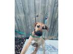 Adopt Sasha a Tan/Yellow/Fawn - with White Husky / Labrador Retriever / Mixed
