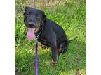 Adopt Cutlass a Tricolor (Tan/Brown & Black & White) German Shepherd Dog / Mixed