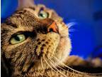 Adopt Lucy a Brown Tabby Domestic Shorthair / Mixed (short coat) cat in