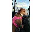 Adopt Ellie a Red/Golden/Orange/Chestnut - with White Beagle / Bearded Collie /