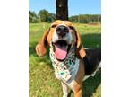 Adopt Waylon Jennings a Mixed Breed (Medium) / Mixed dog in Menomonie