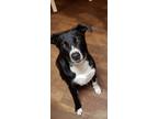 Adopt Trigger a Black - with White Border Collie / Labrador Retriever / Mixed