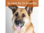 Adopt Snickers a German Shepherd Dog / Mixed dog in Dublin, CA (40938388)